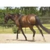 Mustang Balance Training System -HORSE TACK Store 125145 185403