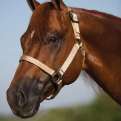 Mustang Antique Dot Halter 13 Mustang Antique Dot Halter -HORSE TACK Store 85272 20J 20Horse