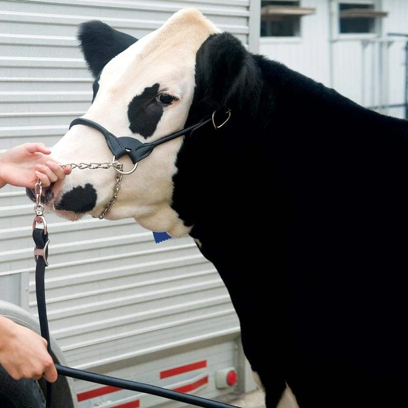 Weaver Leather Leather Dairy/Beef Show Halter 4 Weaver Leather Leather Dairy/Beef Show Halter - Image 2
