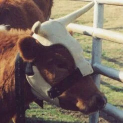 NRS Strap On Muley Horns 7 NRS Strap On Muley Horns -HORSE TACK Store ropinghorn2